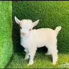 الماعز القزم الصغير ماعز قزم شامل القفص للأطفال