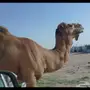 بعير ساحلي للبيع 