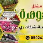 أشجار زيتون الحوف معمرة منتجة