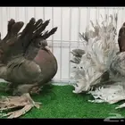 رقاص هندي ((تم البيع))