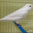 ذكر كناري رسسيف ابيض
