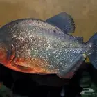 زوج سمك بيرانا ريد بيلي