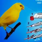 حجول كناري بلاستيك غير مرقمة حجول زيبرا