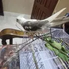 كروان ضايع