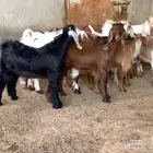 للبيع تيوس وجفار سمان مقفله شحم ولحم