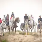 رحلات وجولات خيل