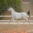 فرس مسابقات جمال و للإنتاج الفاخر