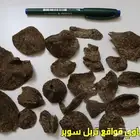 عود سمباوي قواقع طبيعي - تربل-دبل- سوبر مرتفع