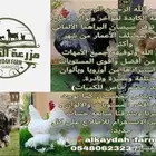 دجاج براهما
