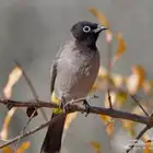 بلبل كعيت منتج ومغرد الزوج ب50