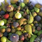 طلب مزرعة