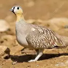 القطا المتوج