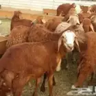 استيراد مواشي ( غنم - ابل )
