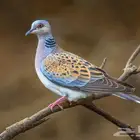 قمري المغرب