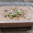 خميرة جنوبية مبهره