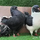 زوج كنق مستوى وحجم مع فرخه (( تم البيع ))