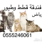 فندقة الطيور والقطط المنزلية - بإجازتك