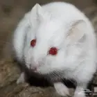 هامستر روسي