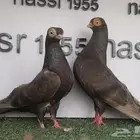 زوج كوري حجم صغير (( تم البيع ))