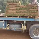 انجيله وعشب طبيعي فاخر وسعر مناسب