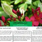 تجميل منزلك بنباتات الزينة الرائعة