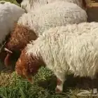 جميع انواع الأغنام