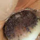 عسل سدر وسمره مضمون