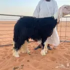 فحل جذع نجدي ينسف (تم البيع)