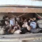 سمان