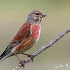 حسون تفاحي جوز