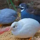 للبيع سمان صيني حجم صغير