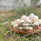 بيض بلدي طازج مائده