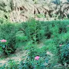 توصيل من الرياض الى الأحساء خلال 12 ساعه