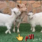 ام انثى الماعز القزم للانتاج امهات دفيع مقاريع على فحل ابيض