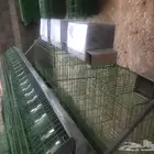 للبيع بطارية ارانب جديدة