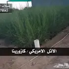 شتلات برية - الطلح السمر- الغاف الخليجي - القرض - السدر الخ
