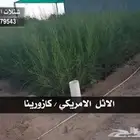 شتلات وانجيله فاخره بأسعار منافسة جدا