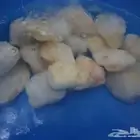حجر مظبي طبيعي حجر مرو زينة