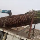 نخل للبيع من القصيم عربي واشنطونيا