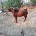 تيس اوشح للبيع في محايل عسير