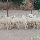 طليان حريه سمان ومقفلات شحم مشروطة الصحة والنظافة( تم البيع)