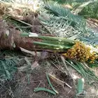 يوجد لدينا جميع انواع النخيل بقيق وصلاصل الحساء