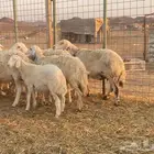 غنم حرية مواليد