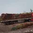 نخل للبيع جده مكه بجميع المقاسات لقاح نخل تشويك وتلقيح