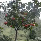 بذور شجرة الطماطم