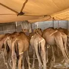 الموقع مكه الرياض جده تبوك الباحه معشوقه