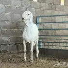 ( مشروع فحل مطور فخم جدا )