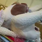 ديك رومي ذبح طازج