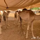 قعدان اصيله للبيع بالمزاحميه