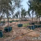 أشجار زيتون ونخيل